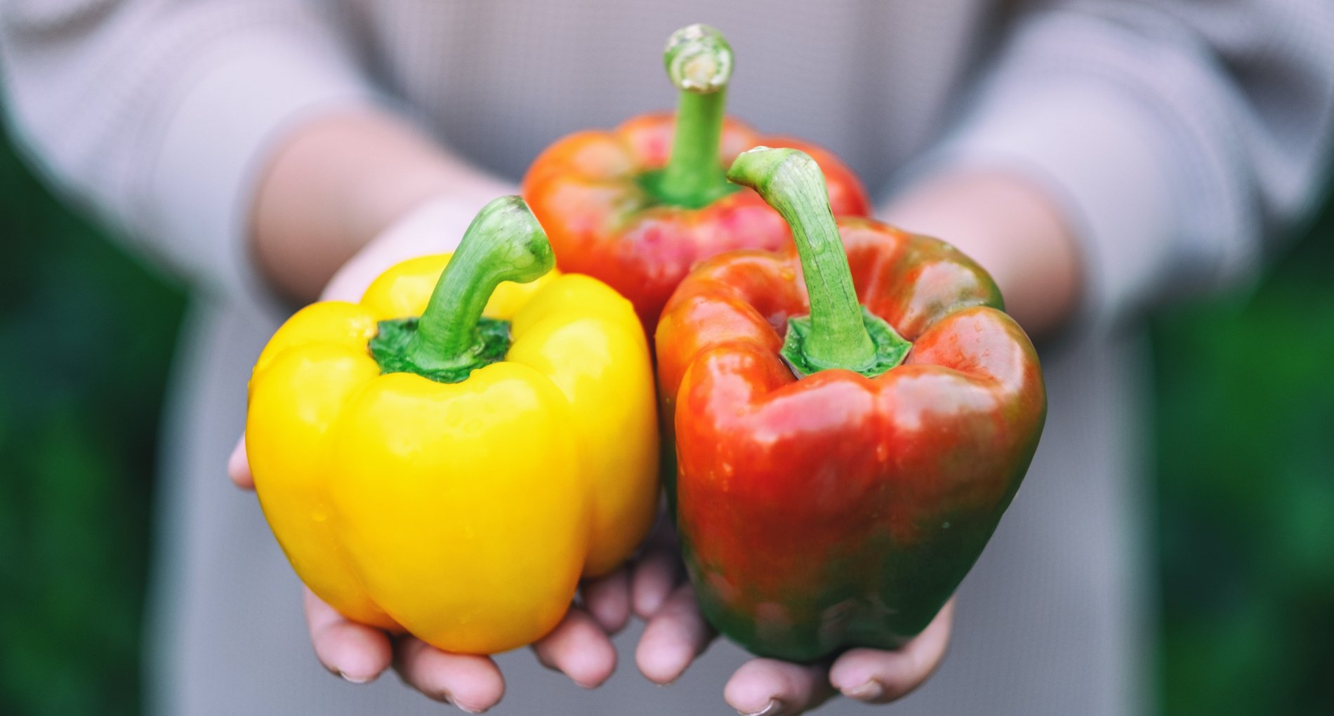 Poivron rouge et jaune
